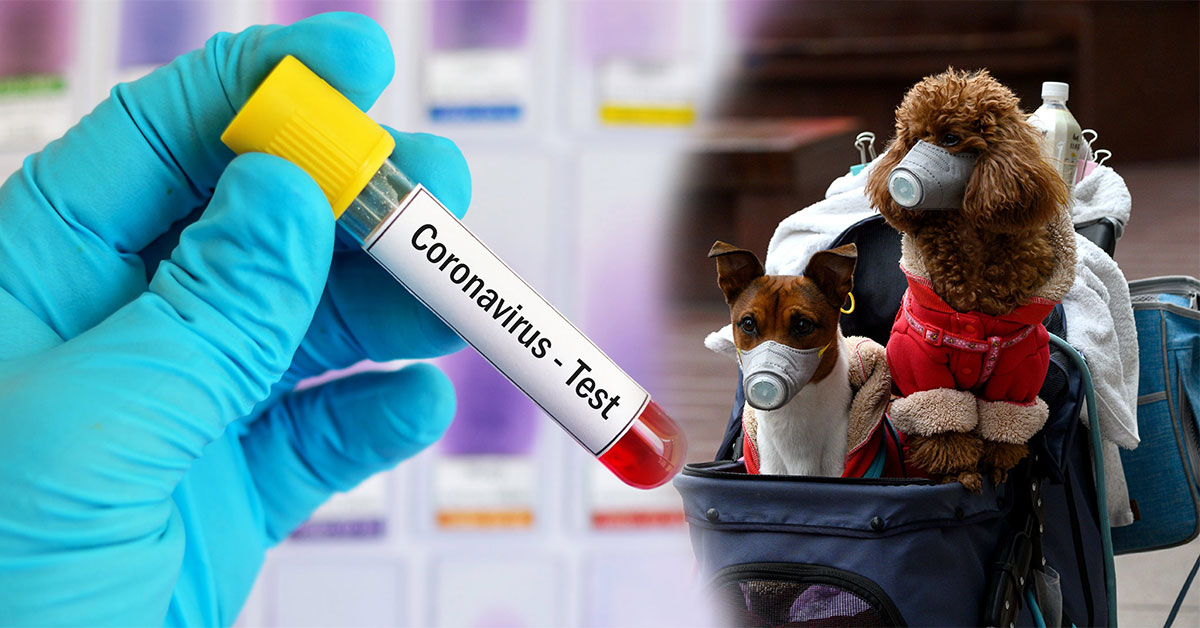 Pes pozitívny na koronavírus